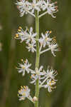 Coastal false asphodel